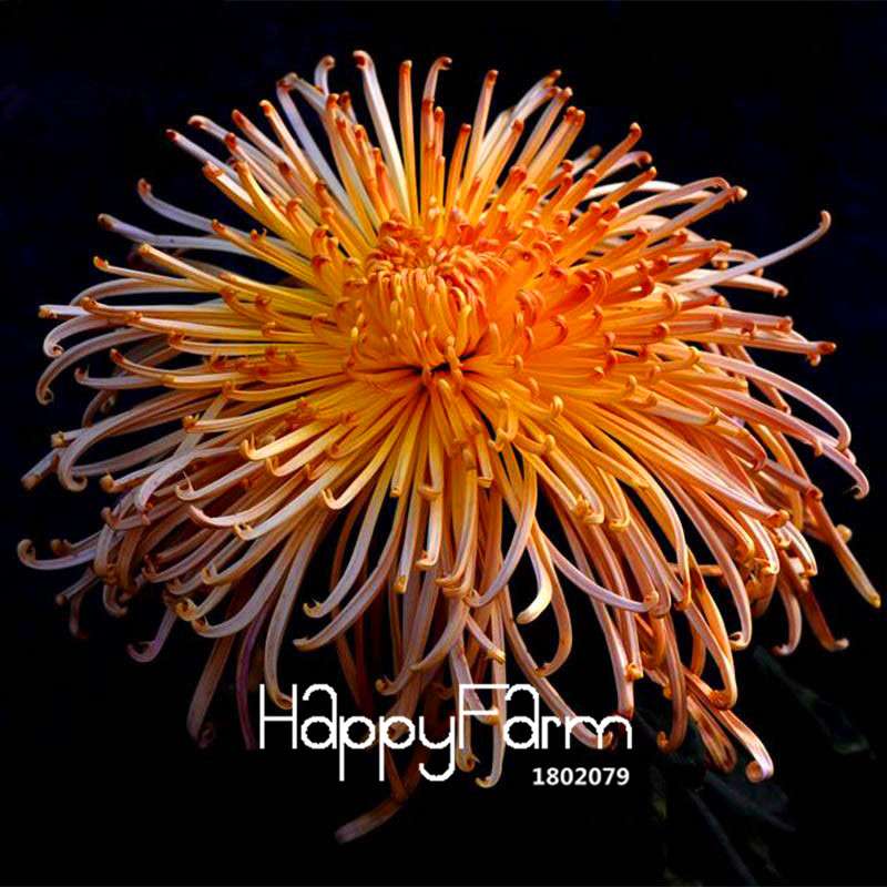Fragrant Chrysanthemum Seeds - Colorful Bonsai Flower Seeds for Home Garden Planting