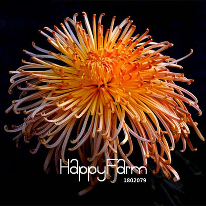 Fragrant Chrysanthemum Seeds - Colorful Bonsai Flower Seeds for Home Garden Planting