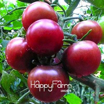 Organic Purple Tomato Seeds for Home Garden - Non-GMO, Easy Grow