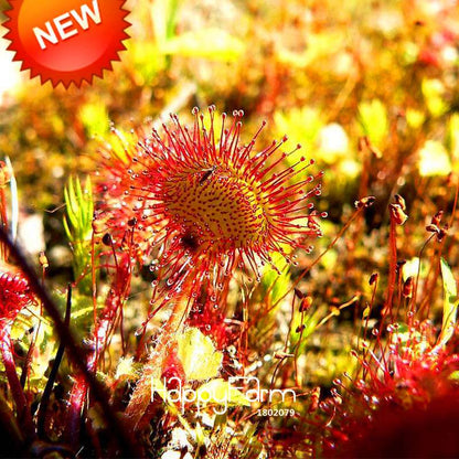 Sundew Seeds - Rare Carnivorous Bonsai Plants, Fresh & Novelty Garden Seeds for Home Gardening