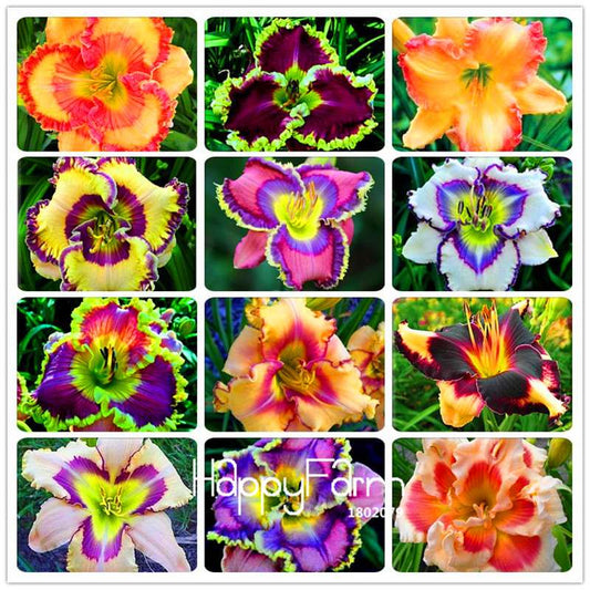 Hybrid Daylily Seeds - Colorful Hemerocallis Lily for Home Garden & Bonsai | Fast-Growing Flower Seeds