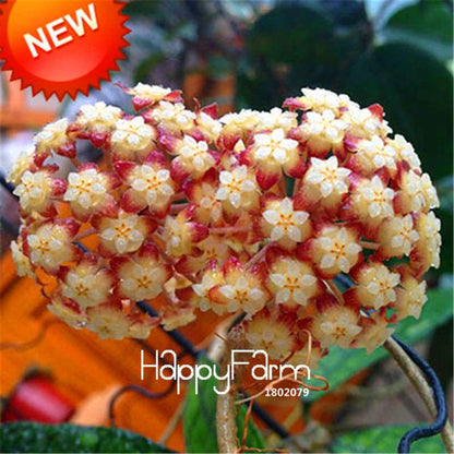 Rare Hoya Carnosa Orchid Seeds - Home Bonsai Flower Seeds for Planting