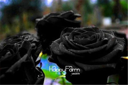 Rose Flower Seeds - Perennial, Easy to Grow, Blooms All Seasons - Planting Guide Included