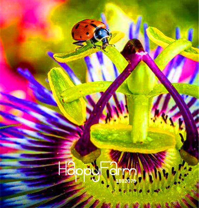 Passion Flower Seeds - Passiflora Vine Fruit Bonsai Plant for DIY Home Garden | Fast-Growing