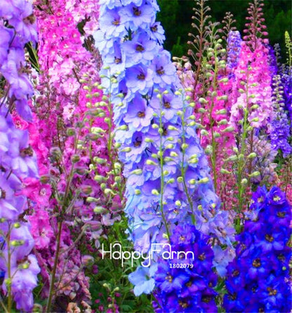 Rocket Larkspur Seeds - Easy-Grow Delphinium Flowers for Home Garden & DIY Potted Bonsai