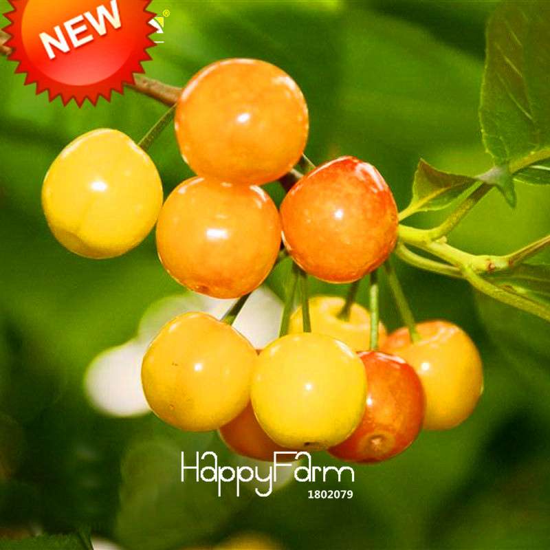 Yellow Cherry Seeds for Planting - Sweet Balcony Garden Fruit Bonsai Tree Kit - Grow Potted Cherry Plants at Home