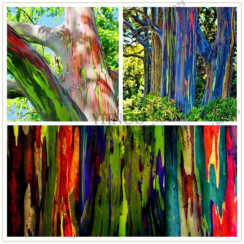 Rainbow Eucalyptus Seeds - Tropical Showy Tree for Garden Planting - Rare Eucalyptus Deglupta