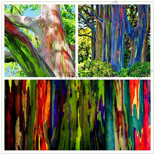 Rainbow Eucalyptus Seeds - Tropical Showy Tree for Garden Planting - Rare Eucalyptus Deglupta