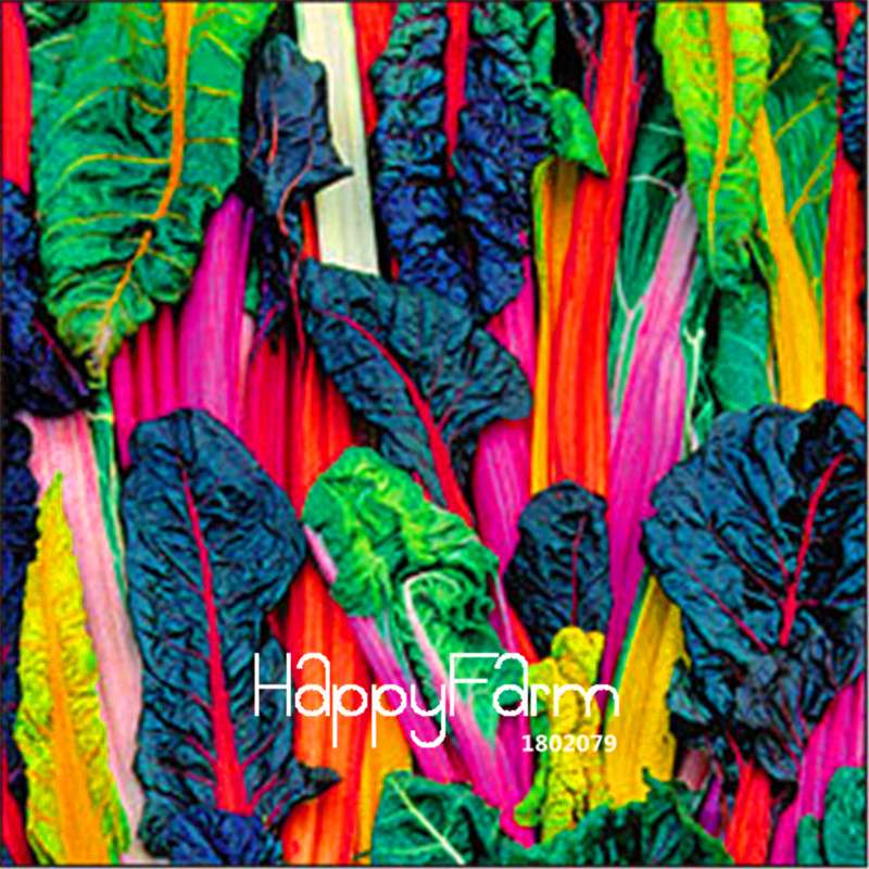 Colorful Swiss Chard Seeds - Fast-Growing, Edible Vegetable for Home Garden (5 Varieties)