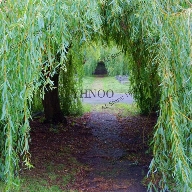 Potted Willow Tree Seeds - Salix babylonica, Fast-Growing Green Tree for Home Garden Planting