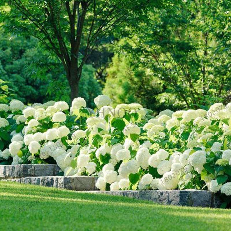 Hydrangea Seeds for Planting - 95% Germination, Easy to Grow, Balcony Potted Flowers, Absorbs Radiation, Perfect Gift for Loved Ones