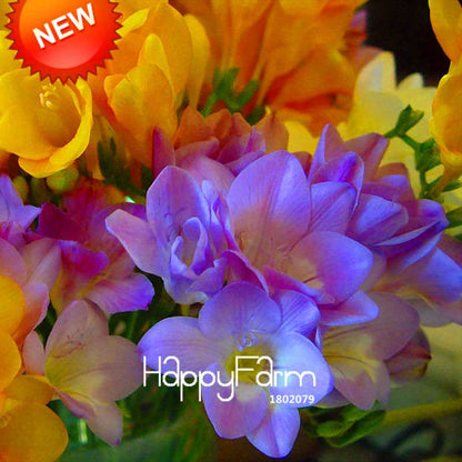 Premium Purple Freesia Seeds - Vibrant Orchid-Like Blooms for Home Garden