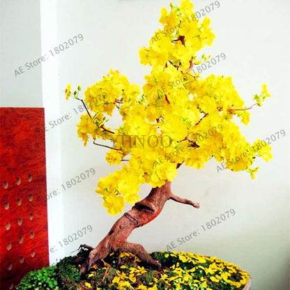 Fragrant Yellow Jasmine Seeds - Perennial Arabian Bonsai Plant for Home & Garden