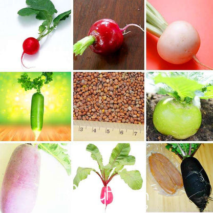 11 Types Radish Seeds for Planting - Non-GMO, - Grow Fresh Garden Vegetables