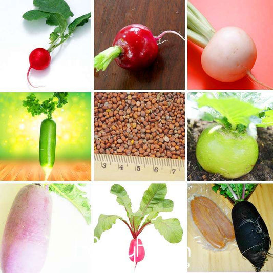 11 Types Radish Seeds for Planting - Non-GMO, - Grow Fresh Garden Vegetables
