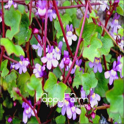 Ivy Seeds (Cymbalaria Muralis) - Easy Grow Bonsai & Home Garden Flower Seeds for DIY Planting