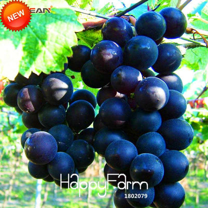 Sweet Kyoho Grape Seeds - Natural, Fast-Growing, Delicious Fruit Plants for Home Garden