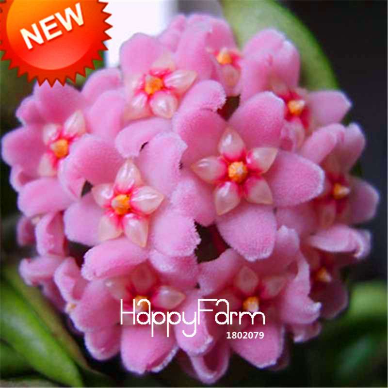 Rare Hoya Carnosa Orchid Seeds - Home Bonsai Flower Seeds for Planting
