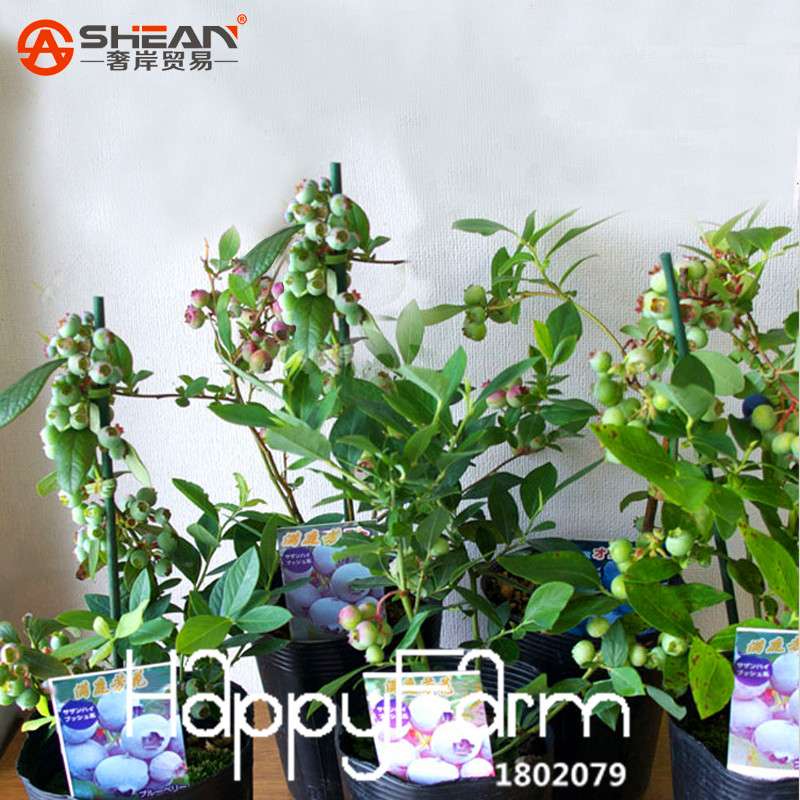 Blueberry Seeds for Planting - Non-GMO, Fast-Growing Fruit Plants for Home Garden & Bonsai (Purple Vaccinium)