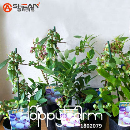 Blueberry Seeds for Planting - Non-GMO, Fast-Growing Fruit Plants for Home Garden & Bonsai (Purple Vaccinium)