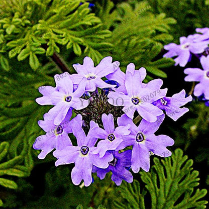 Mixed Color Verbena Hybrida Seeds - Easy to Grow Bonsai Flowers for Home & Garden Planting