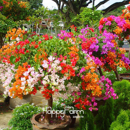 9 Varieties Bougainvillea Spectabilis Seeds - Perennial Bonsai & Flowering Plants