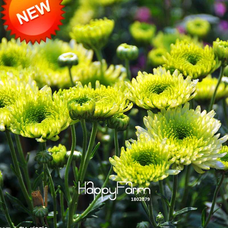 Rare Green Chrysanthemum Seeds - for Balcony Potted Plants | Exotic Flower Seeds