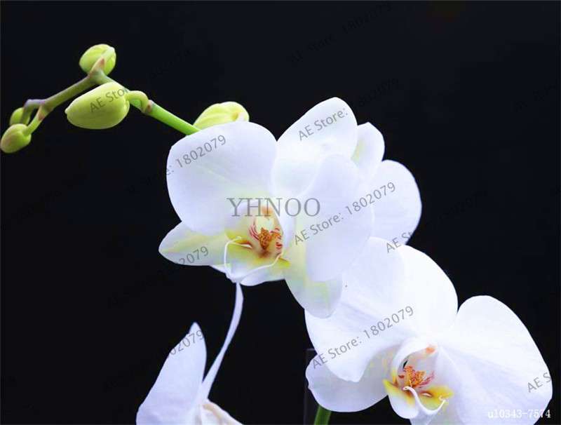 Rare Mixed Color Butterfly Orchid Seeds - Beautiful Bonsai Balcony Flowers for Garden Planting