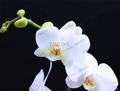 Rare Mixed Color Butterfly Orchid Seeds - Beautiful Bonsai Balcony Flowers for Garden Planting