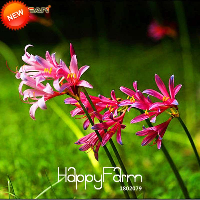 Blue & Pink Lycoris Radiata Seeds - Perennial Flower Seeds for Planting, Potted Garden