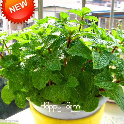 Fragrant Mint Seeds for DIY Home Garden - Balcony Potted Herb, Aromatic Plant & Perfume