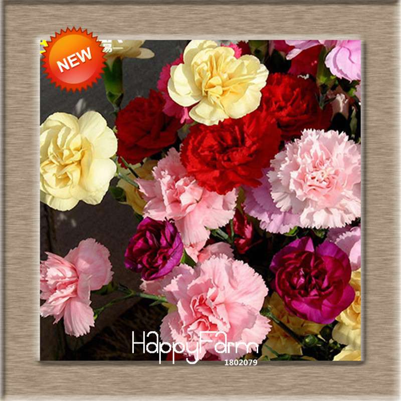 16 Colors Dianthus Caryophyllus Flower Seeds, Balcony Potted Garden Plants, Carnation Seeds for Home & Courtyard
