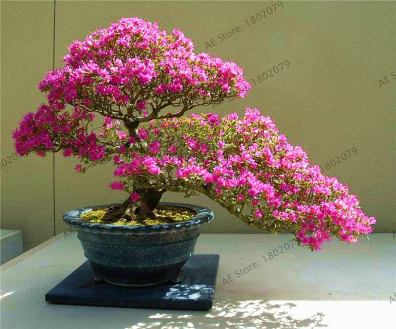 Rare Azalea Bonsai Seeds - DIY Home Garden Plants, Sakura-Like Blooms - Grow Japanese Cherry Flowers