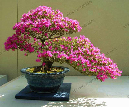 Rare Azalea Bonsai Seeds - DIY Home Garden Plants, Sakura-Like Blooms - Grow Japanese Cherry Flowers