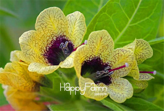 Hyoscyamus Seeds - Henbane Plant Seeds for Home Garden, Potted Bonsai & Flower Planting