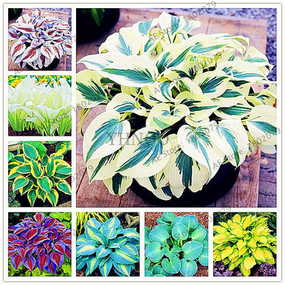 Hosta Seeds - Perennial Shade-Loving Lily Flower Plants for Home & Garden | Fast-Growing & Easy Care