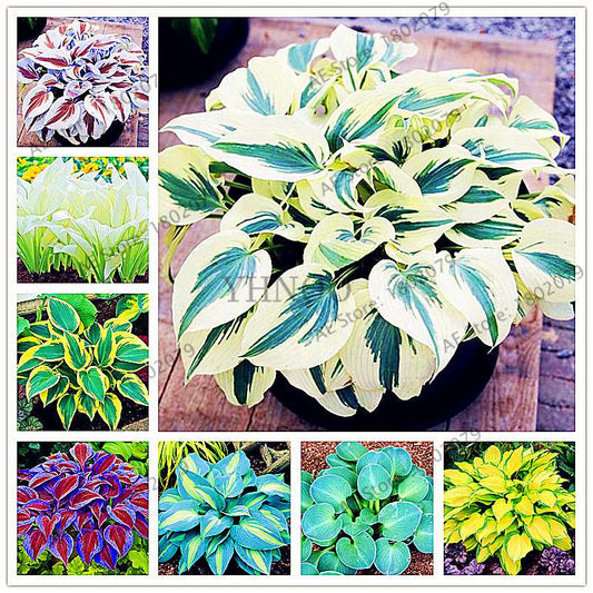 Hosta Seeds - Perennial Shade-Loving Lily Flower Plants for Home & Garden | Fast-Growing & Easy Care