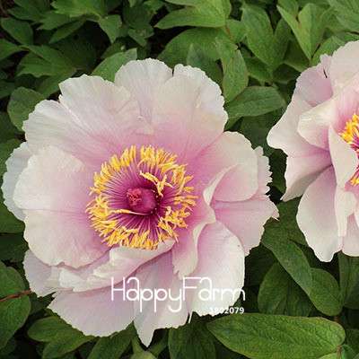 Yellow Peony Seeds for Planting - Potted Bonsai Flower Seeds for Home Garden
