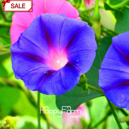 Purple Morning Glory Seeds - Vibrant Chinese Ipomoea Nil Flowers for Garden