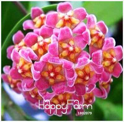 Buy Hoya Carnosa Seeds - for Home Garden, Potted Flower Seeds, Easy to Grow