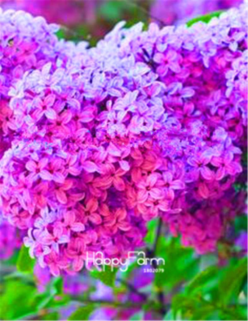 Japanese Bonsai Lilac Flower Seeds - DIY Home Garden Planting Kit for Indoor/Outdoor