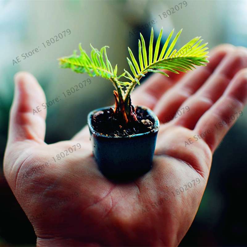 Potted Cycas Seeds - Air Purifying Cycad Tree for Home & Garden - 100% True Seeds