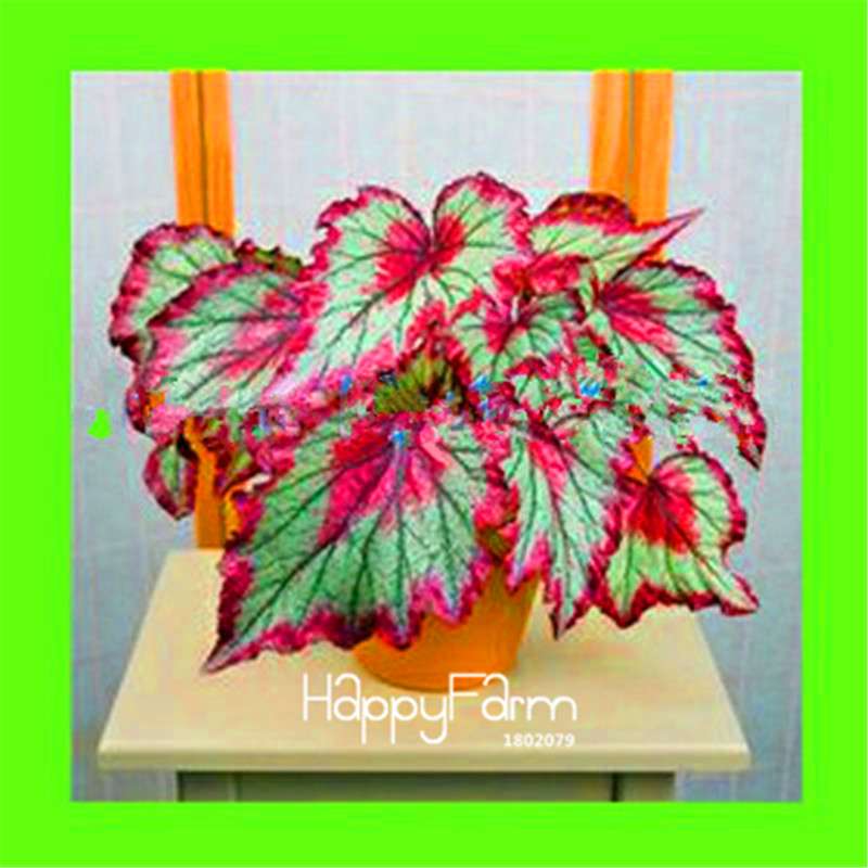 Begonia Flower Seeds - Vibrant Potted Bonsai for Garden, Balcony & Courtyard | Fast-Growing Coleus Seeds
