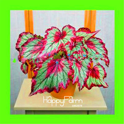 Begonia Flower Seeds - Vibrant Potted Bonsai for Garden, Balcony & Courtyard | Fast-Growing Coleus Seeds