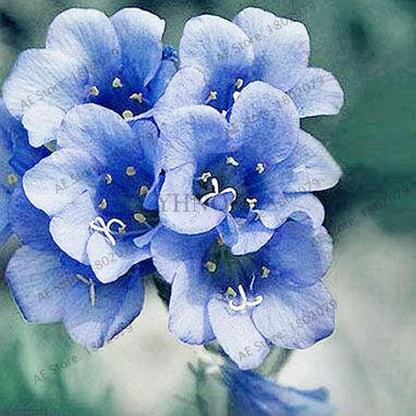 Violet Matthiola Incana Seeds - Easy-Grow Perennial Flower Seeds for Home & Garden Planting