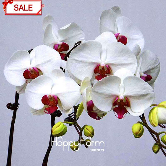 White Phalaenopsis Orchid Seeds - Perennial Potted Flowering Plants for Home & Garden