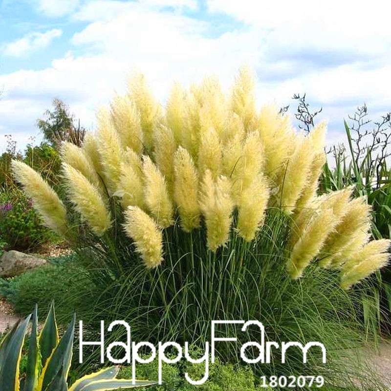Pampas Grass Seeds - Cortaderia Selloana for Patio, Garden & Pots, Ornamental Flowering Plant