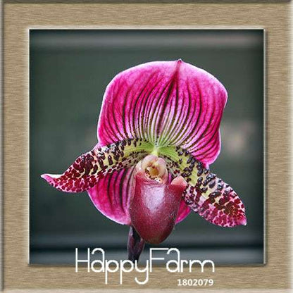 18 Color Orchid Seeds - Cypripedium & Paphiopedilum Bonsai Flower Seeds, Exotic Home Garden Planting
