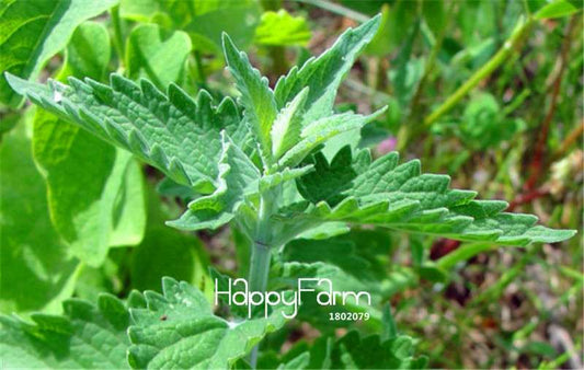 Catnip Seeds - Nepeta Cataria for Home Gardening, Bonsai & Balcony Flower Pots | Fast Shipping