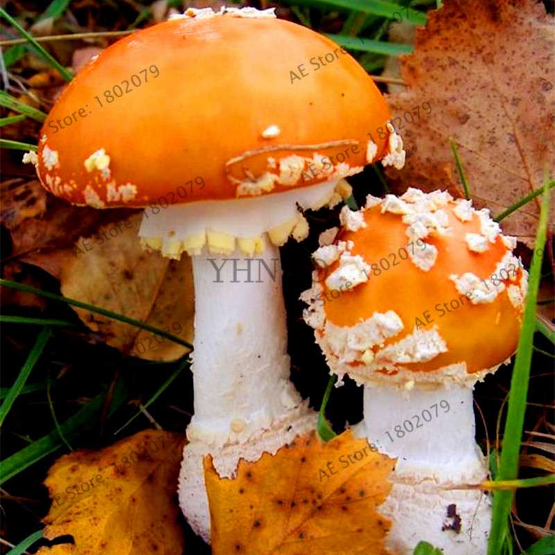 Edible Mushroom Seeds for Planting - Organic Healthy Succulent Vegetable Seeds for Happy Farm & Home Garden